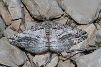 Calamodes occitanaria