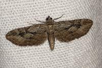 Eupithecia ericeata