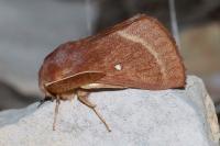 Lasiocampa trifolii trifolii