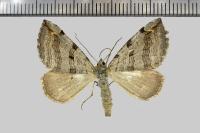 Aplocera plagiata