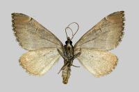 Aplocera plagiata