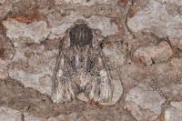 Mniotype solieri