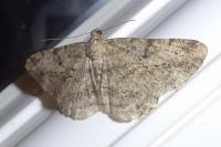 Peribatodes rhomboidaria rhomboidaria