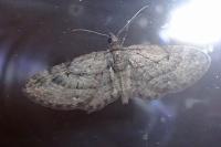 Eupithecia pusillata