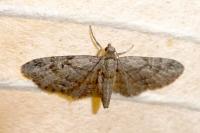 Eupithecia ericeata