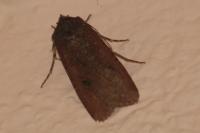 Peridroma saucia