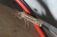 Ancylolomia