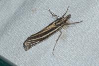 Ancylolomia