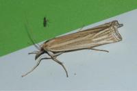 Ancylolomia