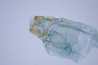 Ancylolomia