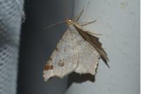 Macaria alternata
