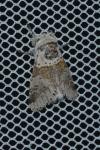 Furcula furcula