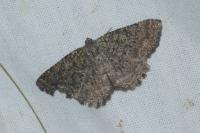Charissa obscurata obscurata