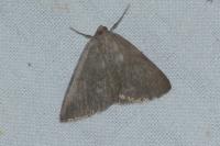 Pachycnemia tibiaria tibiaria