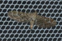 Eupithecia nanata