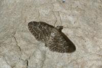 Eupithecia nanata