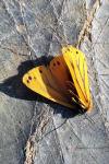 Setina aurita