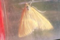 Mecyna lutealis