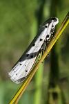 Myelois circumvoluta