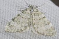 Nebula nebulata