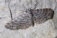 Eupithecia graphata
