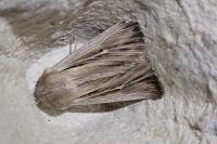 Leucania comma