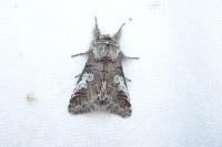 Diloba caeruleocephala