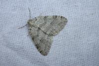 Epirrita