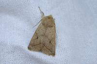 Leptologia macilenta