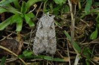 Lithophane ornitopus