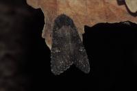 Aporophyla nigra