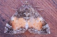 Dysstroma truncata