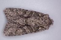 Dryobotodes eremita