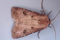 Agrotis exclamationis exclamationis