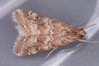 Hellula undalis