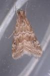 Hellula undalis
