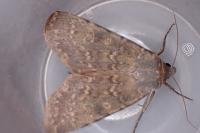 Rhyacia lucipeta