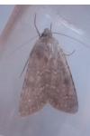 Rhyacia lucipeta