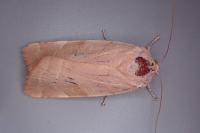 Noctua tirrenica