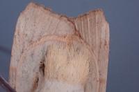 Noctua tirrenica