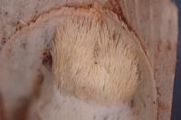 Noctua tirrenica