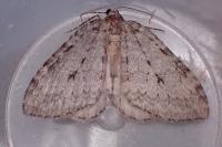 Epirrita christyi