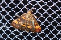 Pyrausta aurata