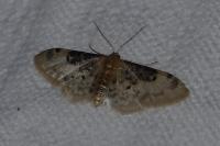 Idaea filicata