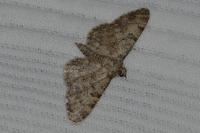 Eupithecia semigraphata
