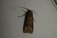 Agrotis ipsilon
