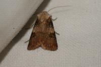 Agrotis puta