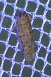 Cadra figulilella