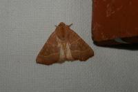 Atethmia centrago
