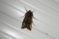 Autographa gamma
